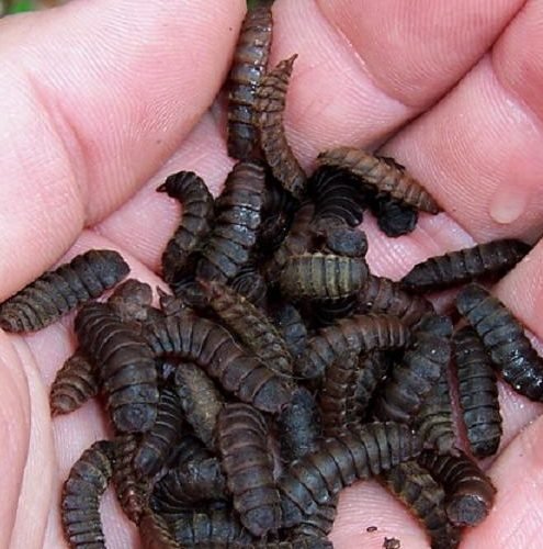 Catene Per Insetti Gardner – Segnali Per La Pesca Alla Carpa
